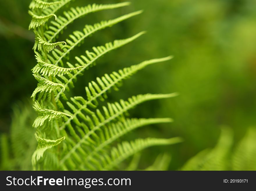 Pattern Of Fern Leaves With Copyspace