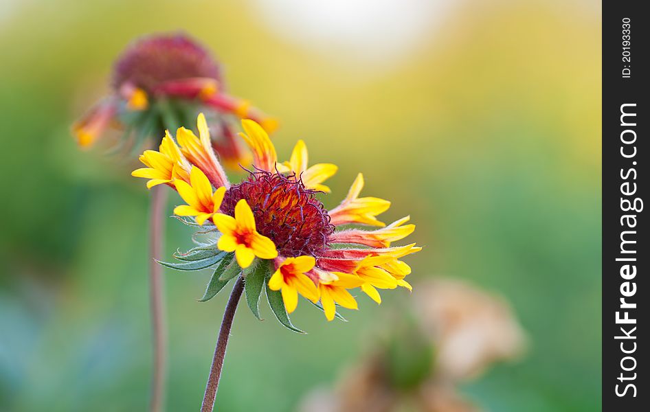 Bright beautiful flower on a background of green grass. Shallow DOF.