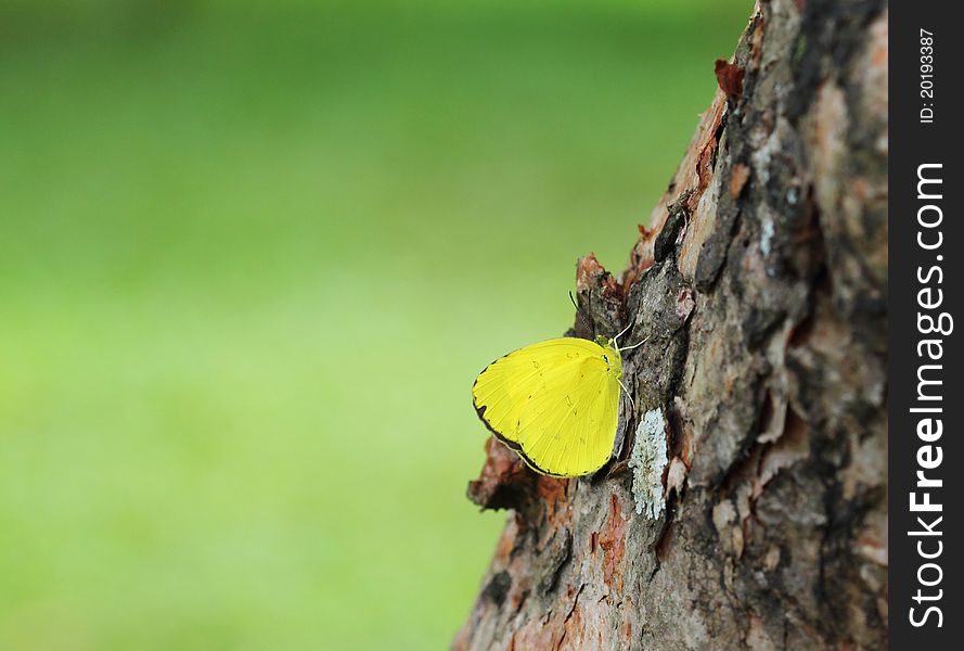 Single yellow butterfly on the tree