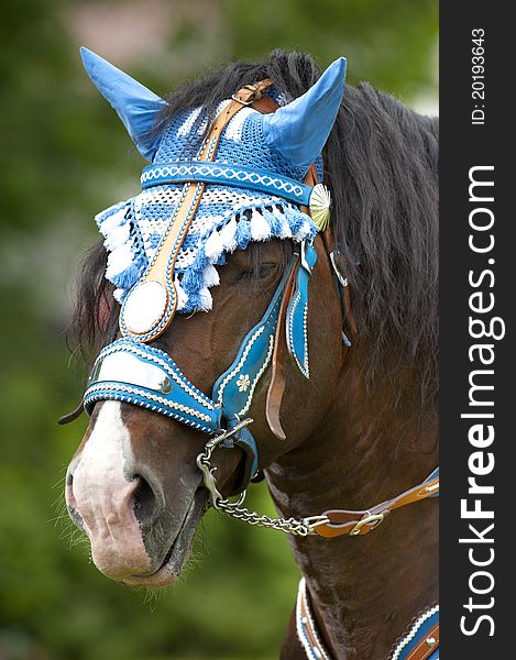 Portrait of bavarian horse head