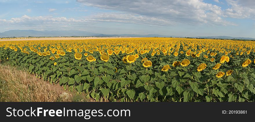 Sunflowers field and blue sky