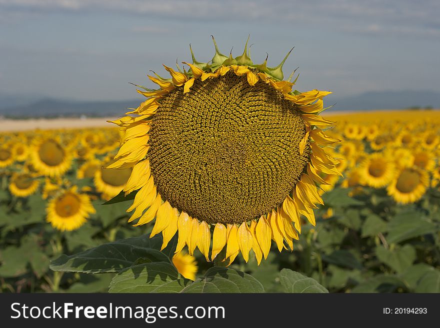 Sunflowers field and blue sky