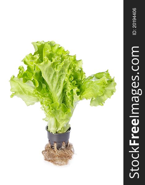 Fresh green lettuce salad in the pot isolated on white