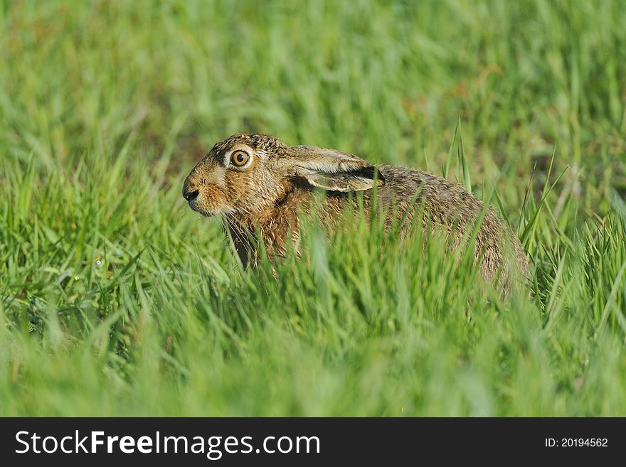 Hare in a field, looking for food. Hare in a field, looking for food.