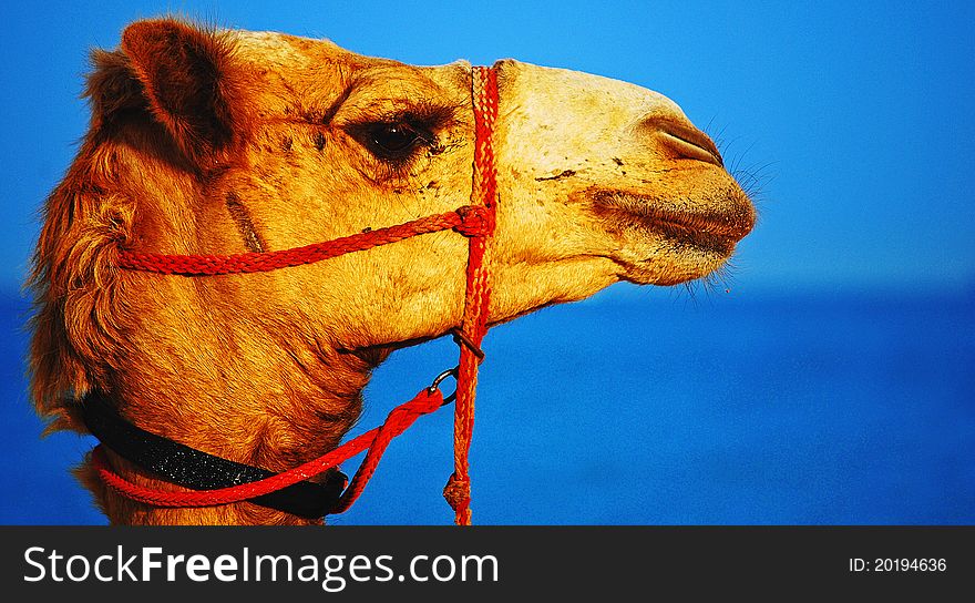 Image of the profile of a Camel's head against the backdrop of a beach taken in Doha