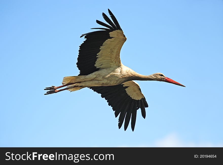 Stork on wing