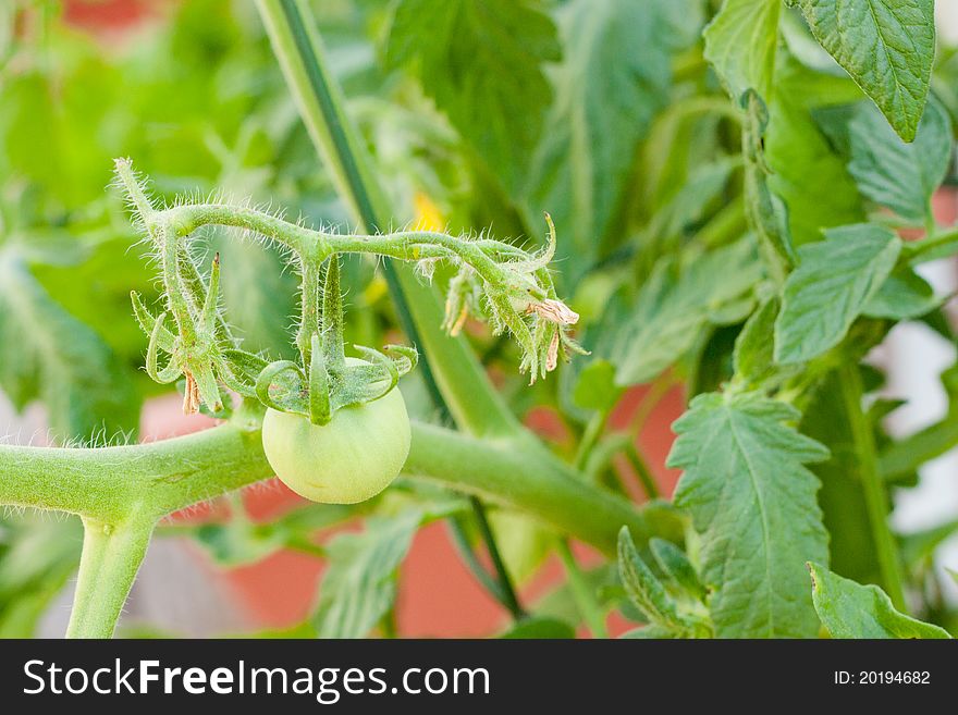 A green baby tomato hangs from the vine on a large plant. A green baby tomato hangs from the vine on a large plant.