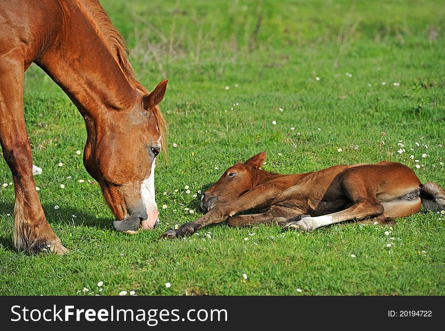 Baby of Horse on a green grass