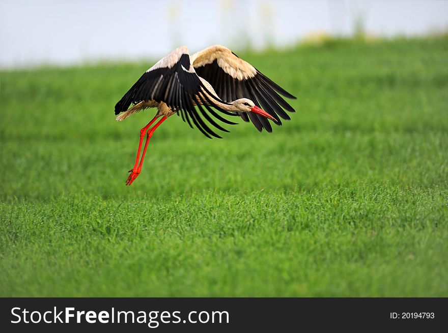 Stork on wing