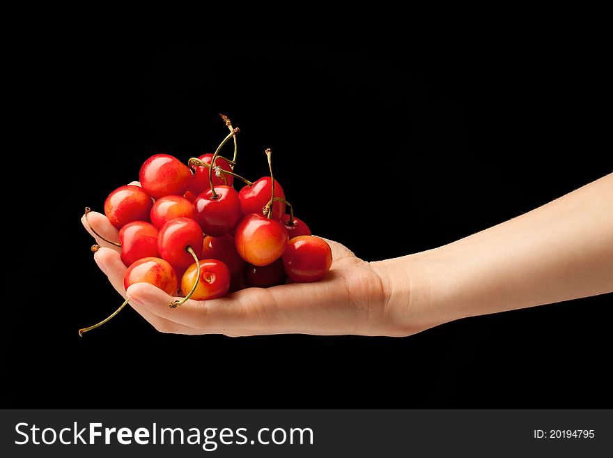 Handful of sweet cherries on a female hand.Grade - yellow-red.
