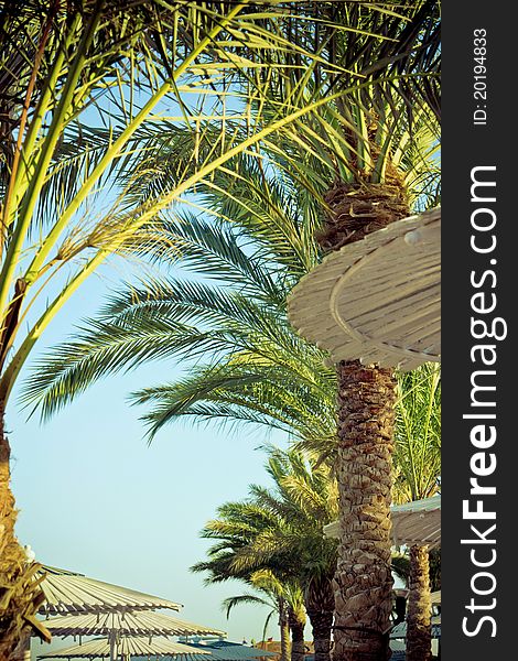 Palm trees and umbrellas on a beach.Hurghada, Egypt.
