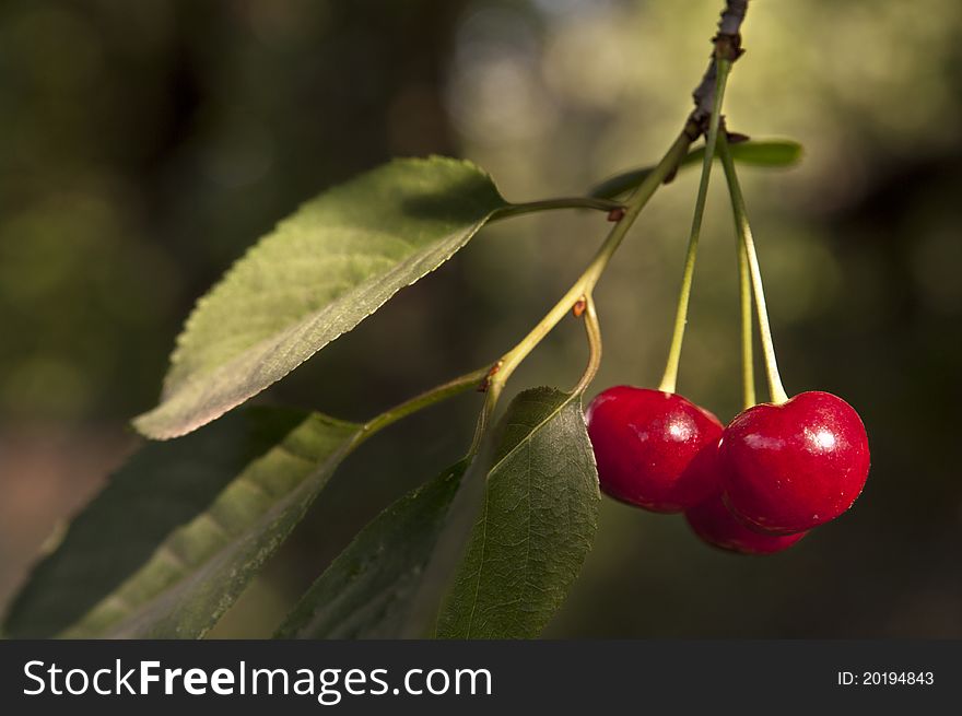 Bunch of three cherries berries with leaves on branch. Bunch of three cherries berries with leaves on branch