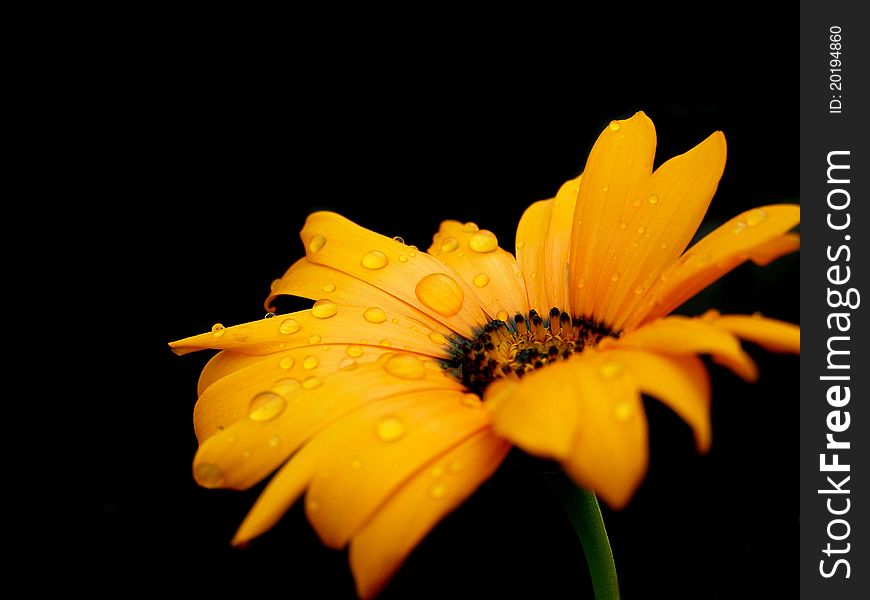 Orange flower with droplets against a black background. Orange flower with droplets against a black background