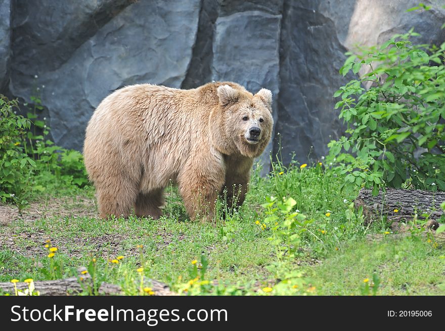 Young male of Brown Bear