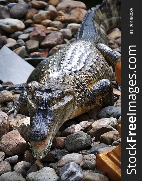 Crocodile On Stone For Background & Image