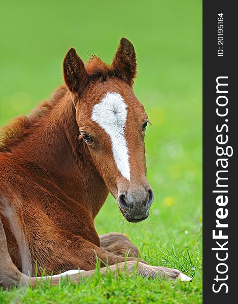 Baby of Horse on a green grass