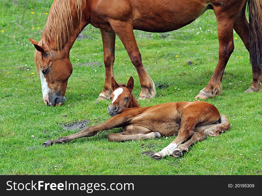 Baby of Horse on a green grass