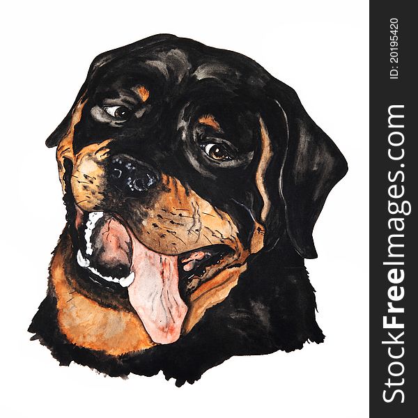 Portrait of a Rottweiler dog. Drawing watercolor