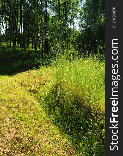 Green glade with growing cereals in the forest. Green glade with growing cereals in the forest