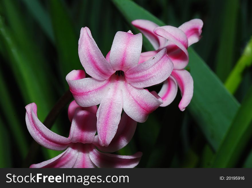 Close up from a pink hyacinth in the sun