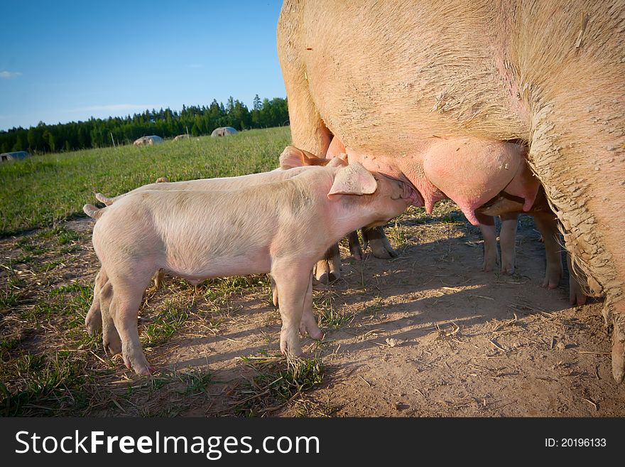 Small pigs feeding on mother