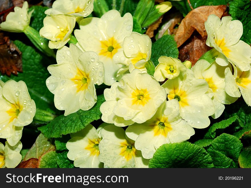 Primrose After Rain