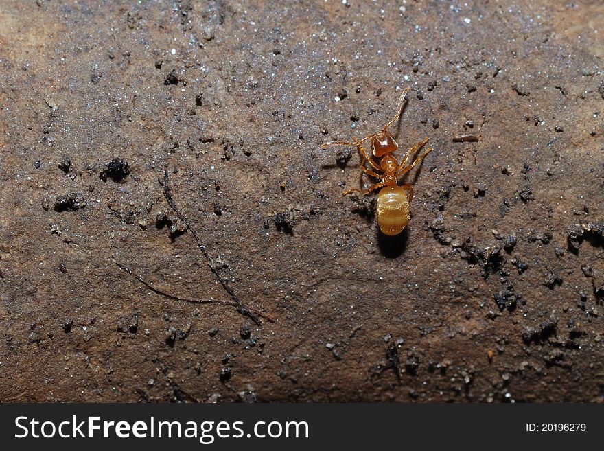 Red ant sitting on a brown stone in the sun. Red ant sitting on a brown stone in the sun