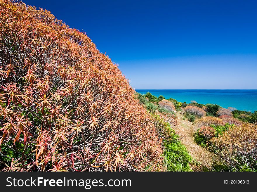 Colorful bush in spring near the sea. Colorful bush in spring near the sea