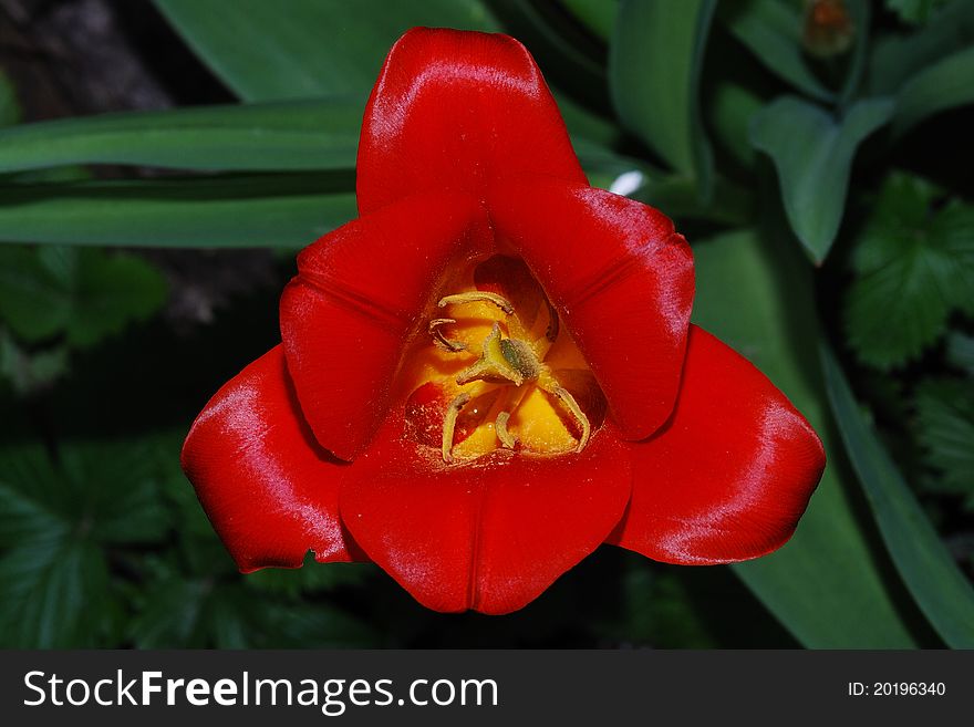 Close up from a red tulip top view in the spring. Close up from a red tulip top view in the spring