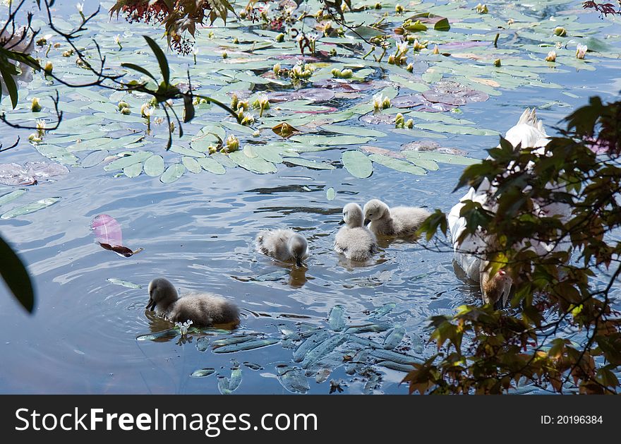 Baby Cygnets on blue water