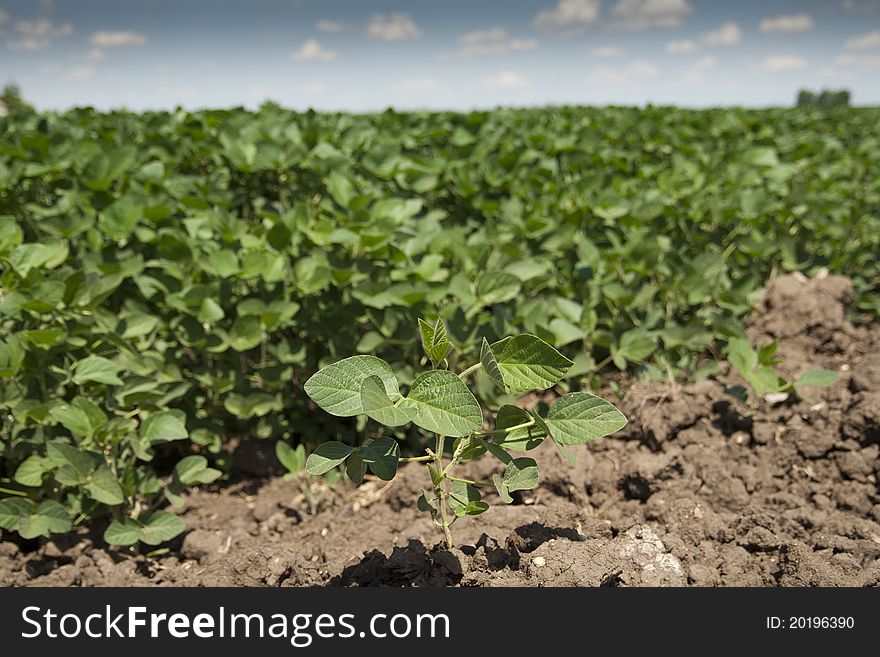 Field soybean in the afternoon field