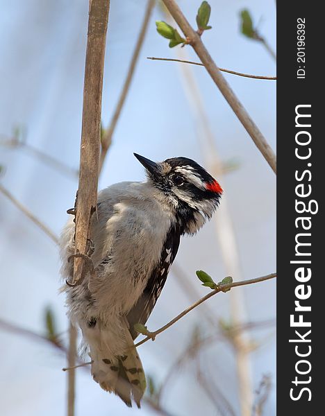 Photograph of a male Downy Woodpecker clinging to the end of a branch in a midwestern spring forest.