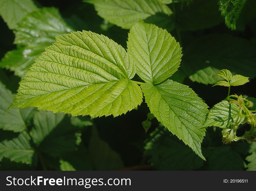 Green fresh raspberry leaves close-up in the sharp sunlight. Dark background