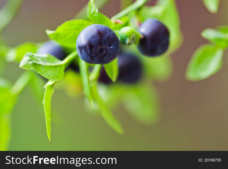 Sprig with fresh blueberries in summer.