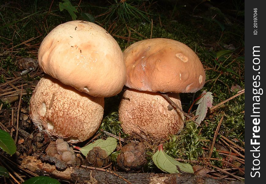 The Boletes have pores on their undersides rather than gills. The Boletes have pores on their undersides rather than gills.