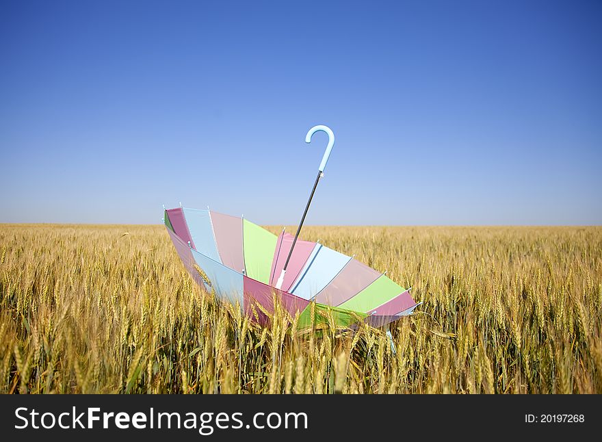 Umbrella at wheat field in sunny day.