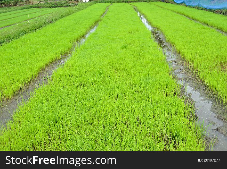 Green field, Asia paddy field. Green field, Asia paddy field
