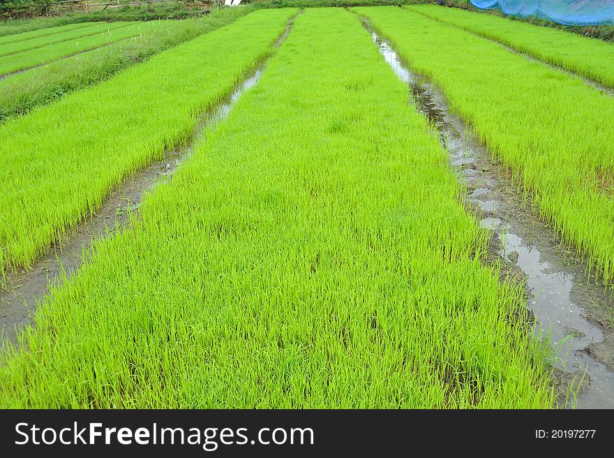 Rice field