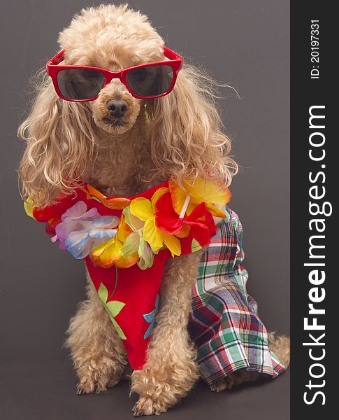 A poodle wearing red sunglasses, a Hawaiian shirt, a lei, and plaid plants isolated on a gray background. A poodle wearing red sunglasses, a Hawaiian shirt, a lei, and plaid plants isolated on a gray background.