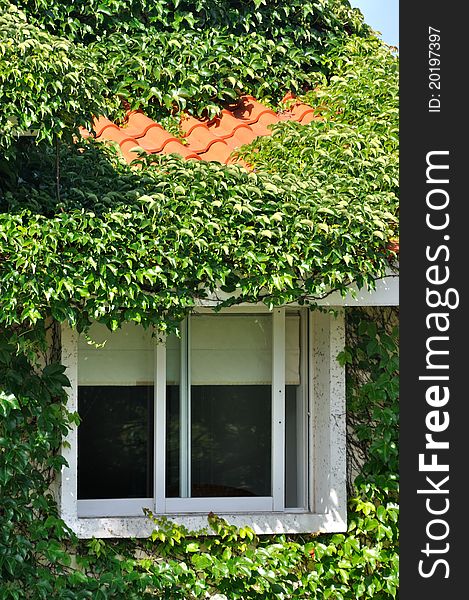 Villa covered by green plant and window