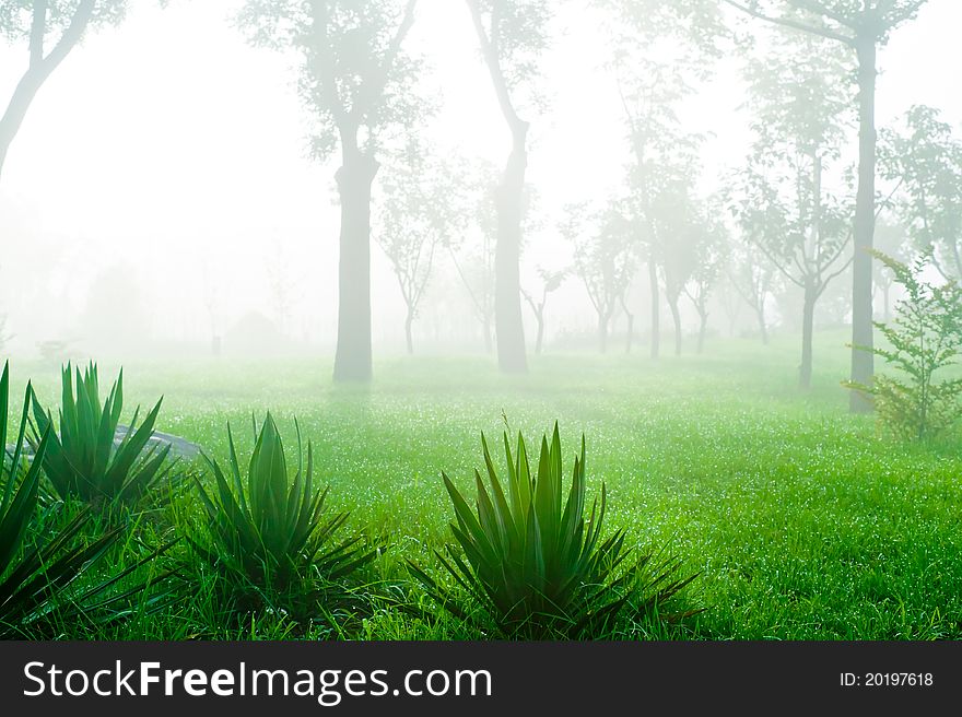 Morning park with green grass and trees