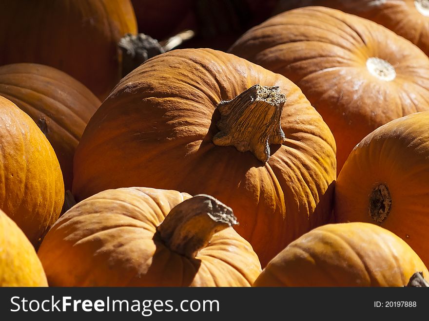 Pumpkins at a patch in Dallas. Pumpkins at a patch in Dallas