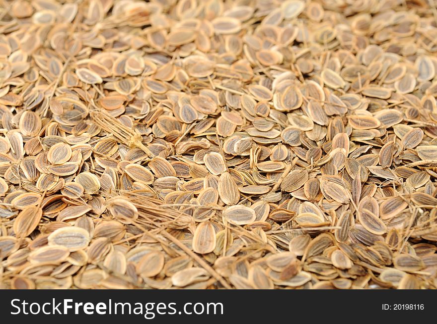 A close-up shot of dill seeds. A close-up shot of dill seeds