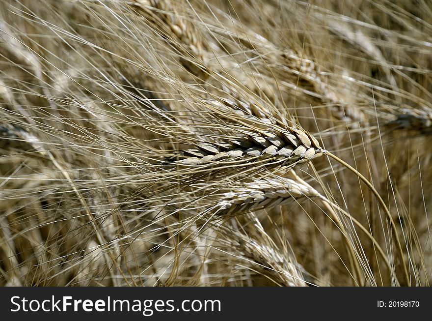 Summer brings golden wheat field ol over the country