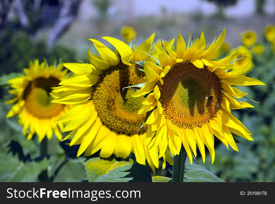 Beautiful sunflowers in the field with bright blue sky. Beautiful sunflowers in the field with bright blue sky