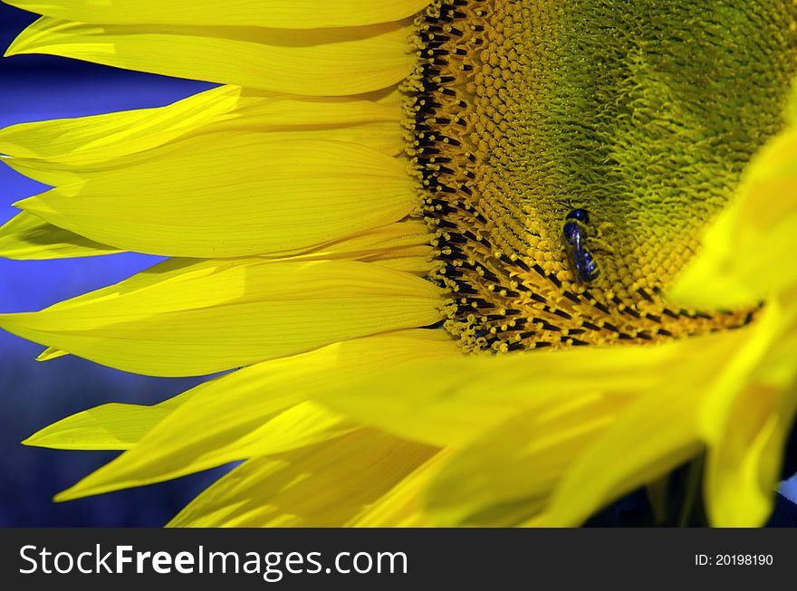 Beautiful sunflowers in the field with bright blue sky. Beautiful sunflowers in the field with bright blue sky