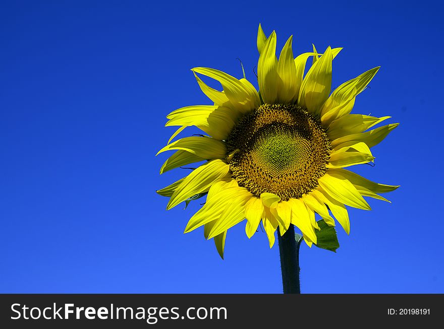 Beautiful sunflowers in the field with bright blue sky. Beautiful sunflowers in the field with bright blue sky