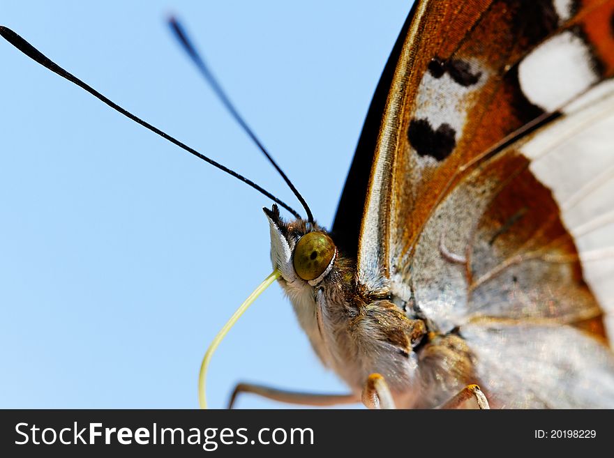 Part of young butterfly on the sky background. Part of young butterfly on the sky background.