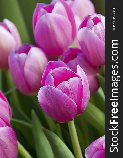 Detail of pink tulips in a natural composition. Detail of pink tulips in a natural composition