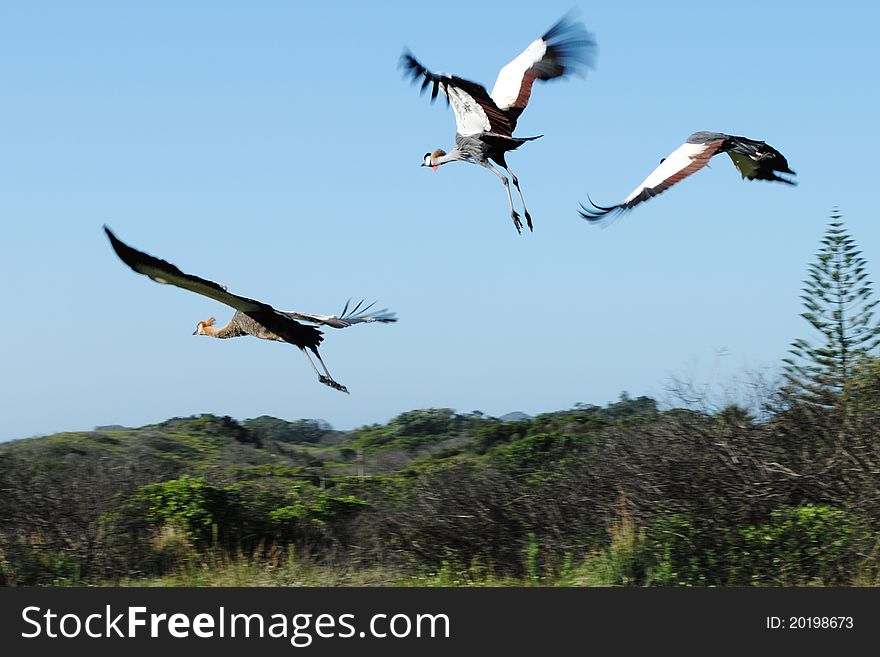 Male, female and Juvenile (Chick) Crowned Cranes in Flight. Male, female and Juvenile (Chick) Crowned Cranes in Flight
